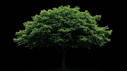Aufkleber - Single green tree isolated on white background with clipping path and alpha channel on black background : Generative AI