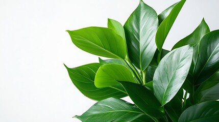 Aufkleber - Green leaves of tropical plants bush floral arrangement indoors garden nature backdrop isolated on white background : Generative AI