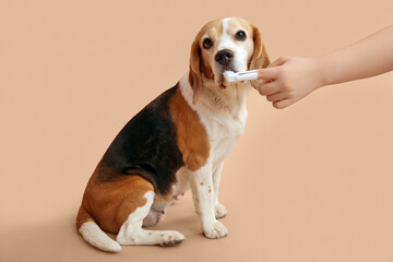 Wall Mural - Female veterinarian brushing teeth of cute dog on beige background