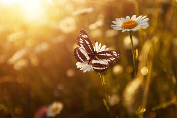 Sticker - beautiful butterfly on nature background with flowers