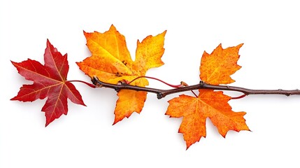 Poster - autumn background with yellow red brown maple leaves branch with colorful autumn foliage autumntime 