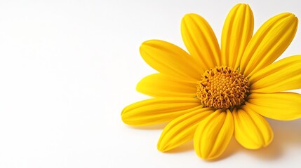 Poster - Yellow flower daisy isolated on a white background : Generative AI