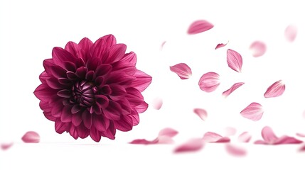 Poster - Beautiful fresh purple Dahlia flower falling in the air isolated on white background Levitation or zero gravity conception High resolution image : Generative AI