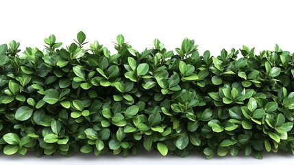 Aufkleber - Tropical plant fence bush green shrub tree isolated on white background with clipping path : Generative AI