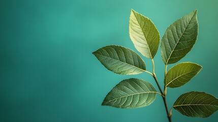 Aufkleber - branch leaves or green leaf isolated Tree Leaf Frame : Generative AI