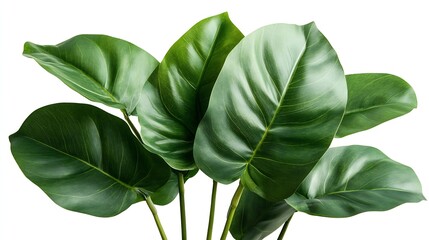 Aufkleber - Green leaves of tropical plants bush floral arrangement indoors garden nature backdrop isolated on white background : Generative AI