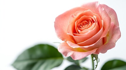 Fresh beautiful pink rose isolated on white background Detail for creating a collage : Generative AI