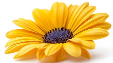 Poster - Yellow flower daisy isolated on a white background : Generative AI