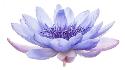 Poster - Purple water lily Blooming water lily flower isolated on white background with clipping path : Generative AI