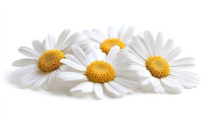Poster - chamomile flower beautiful and delicate on white background chamomile or daisies isolated on white background with clipping path : Generative AI
