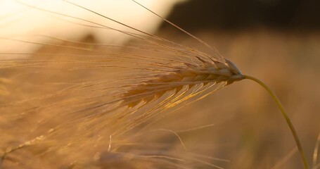 Wall Mural - beautiful rye sprouts in a field at sunset, the yellow sun at sunset in a field with a harvest of rye cereals