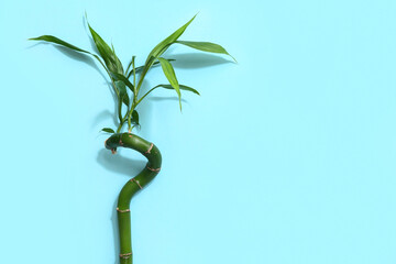 green bamboo stem on blue background