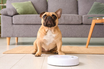 Poster - Cute french bulldog sitting near robot vacuum cleaner at home