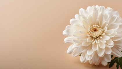 Wall Mural - close up of white chrysanthemum on beige background with copy space