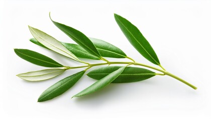 Wall Mural - olive tree twigs with fresh green leaves isolated on white clipping