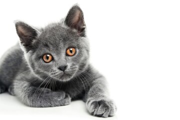 Canvas Print - A small gray kitten is lying down on a clean and simple white surface