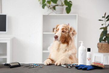 Wall Mural - Cute Australian Shepherd dog with grooming accessories on table in salon