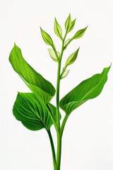 Canvas Print - A close-up shot of a small plant with green leaves, suitable for use in still life photography or as a background element