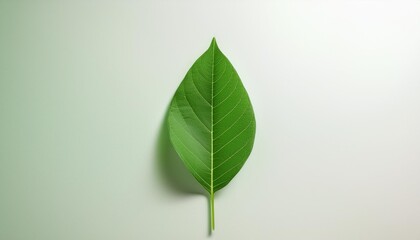 Wall Mural - minimalist design featuring a green leaf outline emphasizing natural simplicity