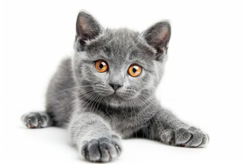 Poster - A close-up of a gray kitten lying down, showcasing its bright orange eyes