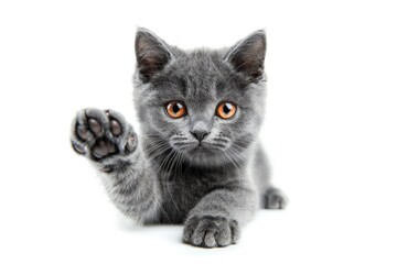 Poster - A close-up image of a gray cat with bright orange eyes and paws raised