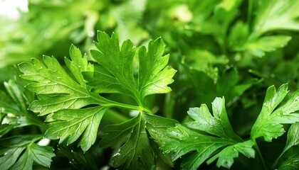 Wall Mural - fresh green parsley leaves close up