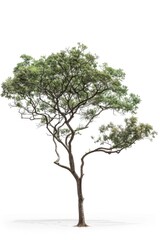Poster - A solitary tree without leaves against a plain white background