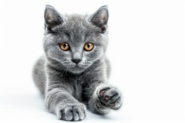 Aufkleber - A gray kitten is lying down on a white surface