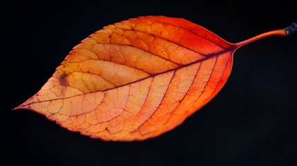 Canvas Print - A Single Red Leaf, Illuminated Against a Dark Background