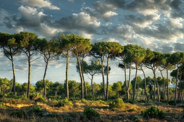 Poster - A group of trees standing tall amidst lush green grass, perfect for outdoor scenes or nature-inspired designs