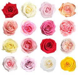 Wall Mural - Many beautiful roses isolated on white, set