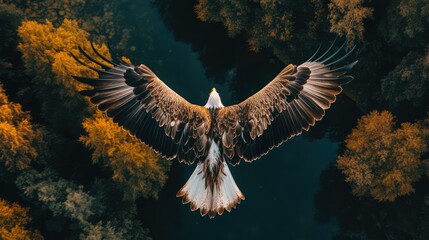 Wall Mural - above view of flying bird, Eagle, over forest background