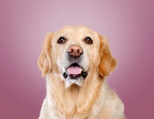 Wall Mural - Smiling young domestic dog happy expression