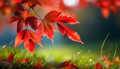 Autumn red leaves stand quietly on the grass, with a soft background and full of poetry.