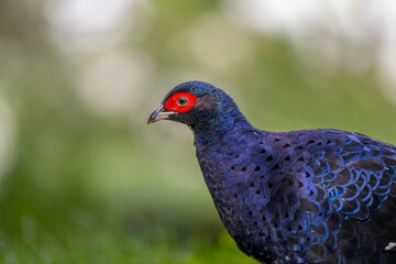 Sticker - Portrait of a male pheasant endemic bird of Taiwan, mikado pheasant male