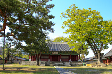 Wall Mural - Myeongnyun-dong, Jongno-gu, Seoul, South Korea - April 15, 2022: Front view of Daeseongjeon Hall with old ginkgo and pine tree on the yard at Seonggyun-gwan Academy in spring