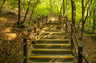 Wall Mural - Dongdaemun-gu, Seoul, South Korea - April 24, 2022: Afternoon view of stairs and wooden deck trail with handrails between oak tree forest at Hongneung Neighborhood Park