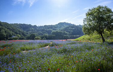 Wall Mural - Haman-gun, Gyeongsangnam-do, South Korea - May 16, 2022: Spring and morning view blue cornflower with red poppy on flower bed with trail and willow trees near Akyang Bank