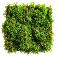 Green moss isolated on a transparent background