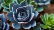© Asad - Macro Blue fresh Succulent echeveria plant - Texture background - Blue nature garden houseplants vibes concept Generative AI