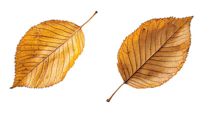 A pair of golden-brown elm leaves, their veins and texture highlighted, Isolated on transparent background