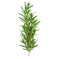 Wall Mural - Fresh rosemary herb branch isolated on white background, ideal for cooking and culinary use