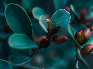 Magnolia flower bud