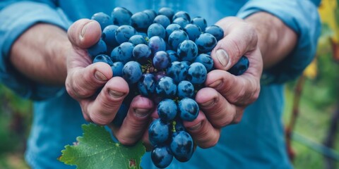 close up holding blue grapes with two hands in the garden