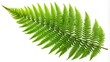 © lapeepon - Green fern leaf isolated on background with clipping path, Fern, leaf, green, nature, botanical, plant