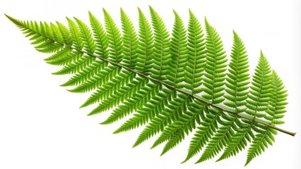 Green fern leaf isolated on background with clipping path, Fern, leaf, green, nature, botanical, plant