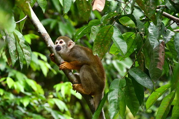 Monkey on a tree