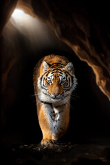 Wall Mural - close up face tiger isolated on black background