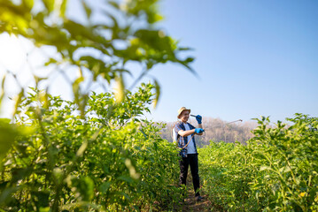 Poster - A man in a blue shirt and hat is spraying a field of green plants