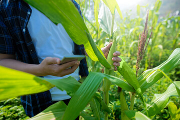 Sticker - A person is holding a mobile phone while looking at a plant